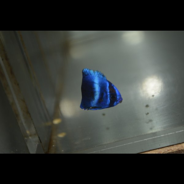 画像1: 《Full Blue》アフリカヌス±2.5〜3cm (1)