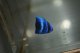 画像: 《Full Blue》アフリカヌス±2.5〜3cm