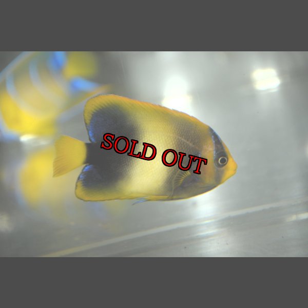 画像4: アフリカヌス±6.5cm (4)