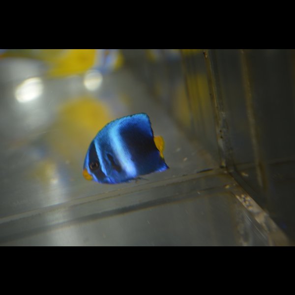 画像3: 《Full Blue》アフリカヌス±3〜3.5cm (3)