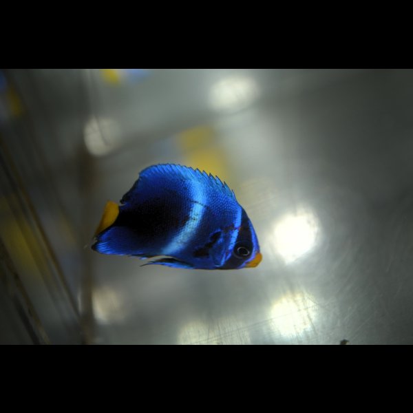 画像1: 《Full Blue》アフリカヌス±3〜3.5cm (1)