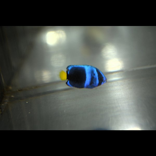 画像2: 《Full Blue》アフリカヌス±2〜2.5cm (2)