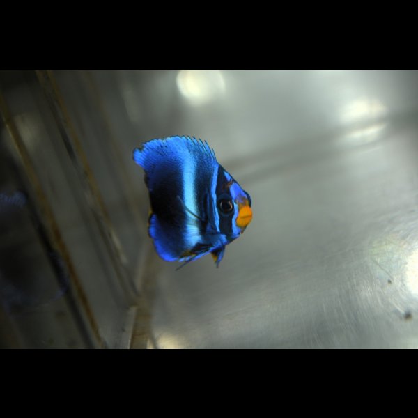 画像4: 《Full Blue》アフリカヌス±3〜3.5cm (4)