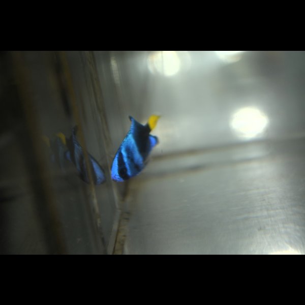 画像4: 《Full Blue》アフリカヌス±2〜2.5cm (4)