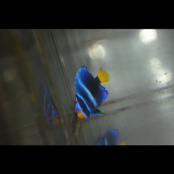 画像3: 《Full Blue》アフリカヌス±3〜3.5cm (3)