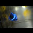 画像3: 《Full Blue》アフリカヌス±2.5〜3cm (3)