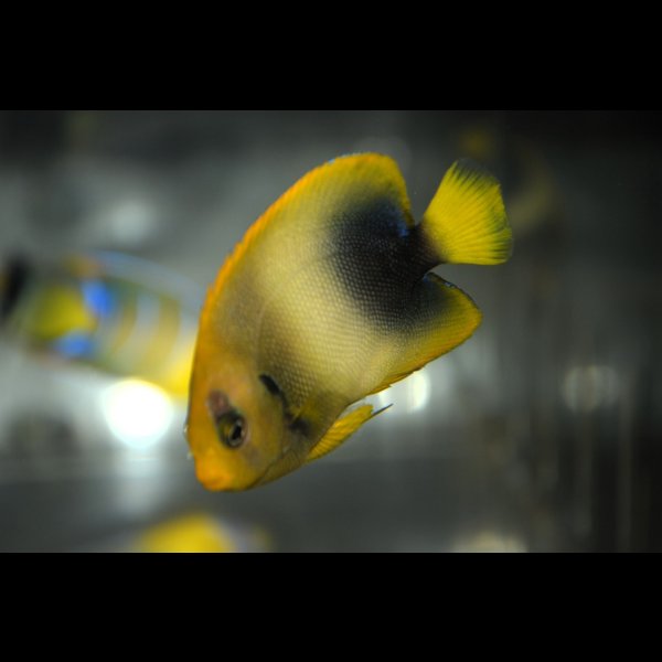 画像4: アフリカヌス±6cm (4)