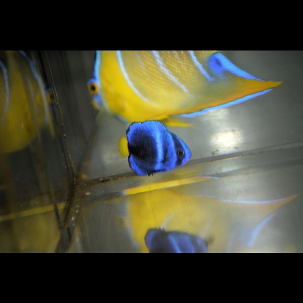 画像5: 《Full Blue》アフリカヌス±2〜2.5cm (5)