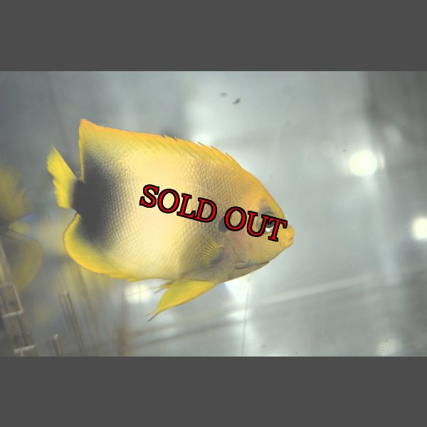 画像1: アフリカヌス±8.5cm (1)