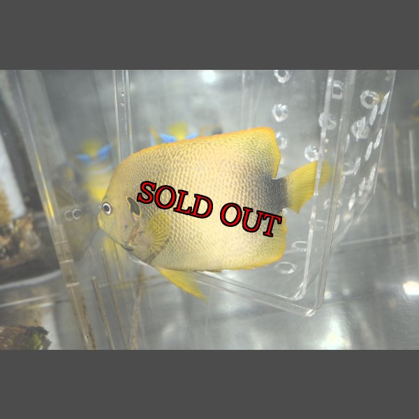 画像5: アフリカヌス±12cm (5)