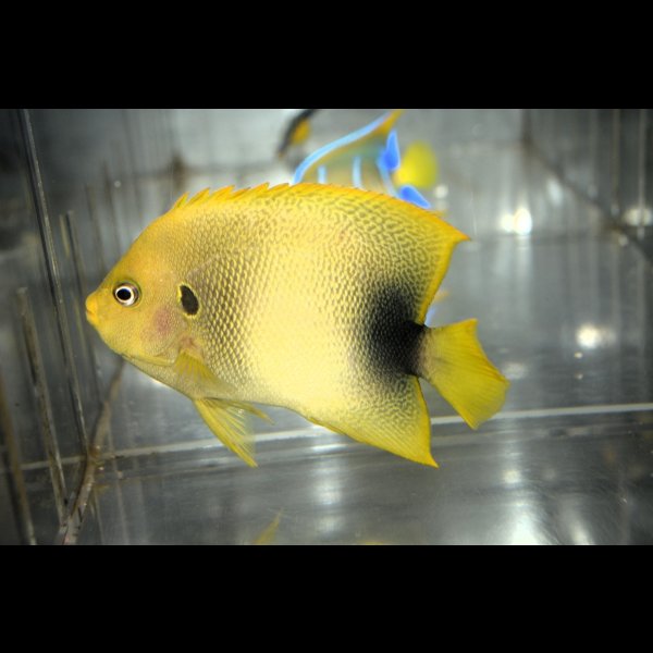 画像3: アフリカヌス±11cm (3)