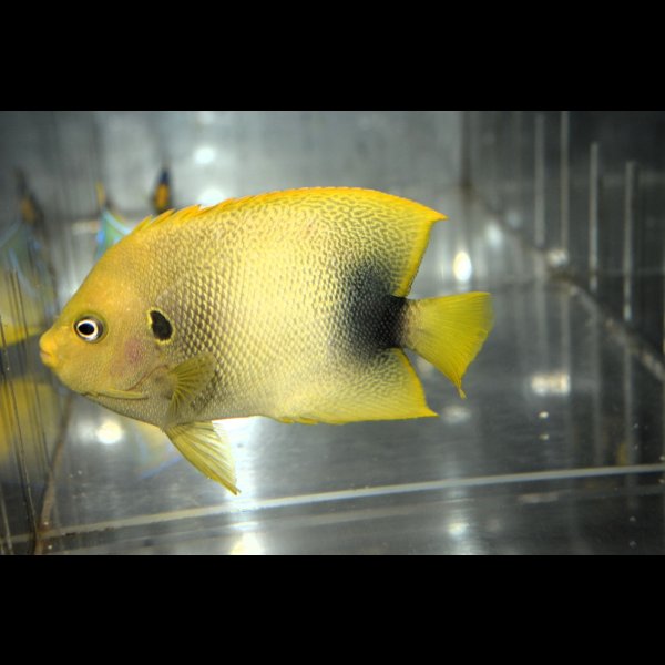 画像1: アフリカヌス±11cm (1)