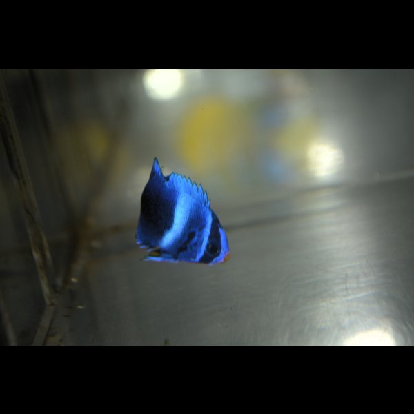 画像1: 《Full Blue》アフリカヌス±2.5〜3cm (1)