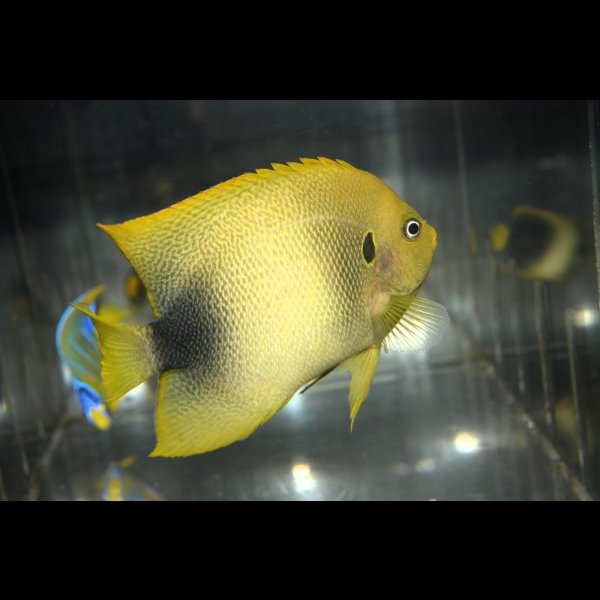 画像4: アフリカヌス±11cm (4)