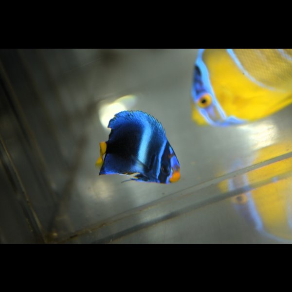 画像5: 《Full Blue》アフリカヌス±3〜3.5cm (5)