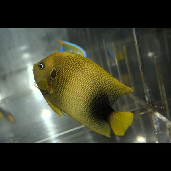 画像3: アフリカヌス±10.5cm (3)