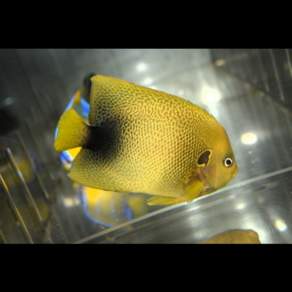 画像4: アフリカヌス±10.5cm (4)