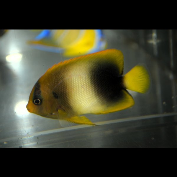 画像6: アフリカヌス±6.5cm (6)