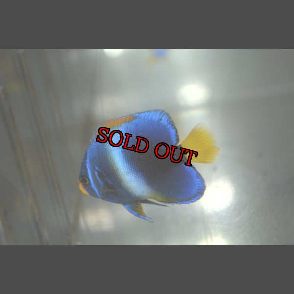 画像6: 《Full Blue》アフリカヌス±4.5cm (6)