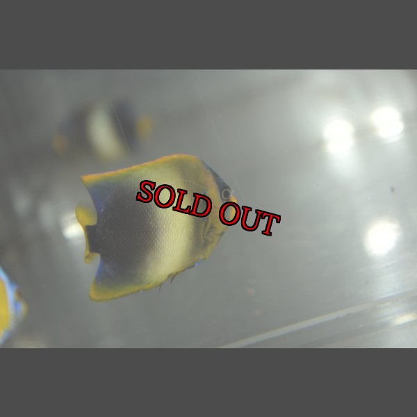 画像5: アフリカヌス±5.5cm (5)