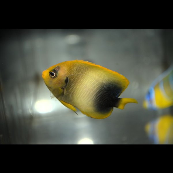 画像2: アフリカヌス±6cm (2)