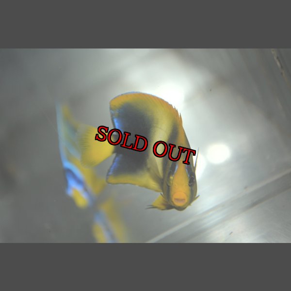 画像2: アフリカヌス±6.5cm (2)