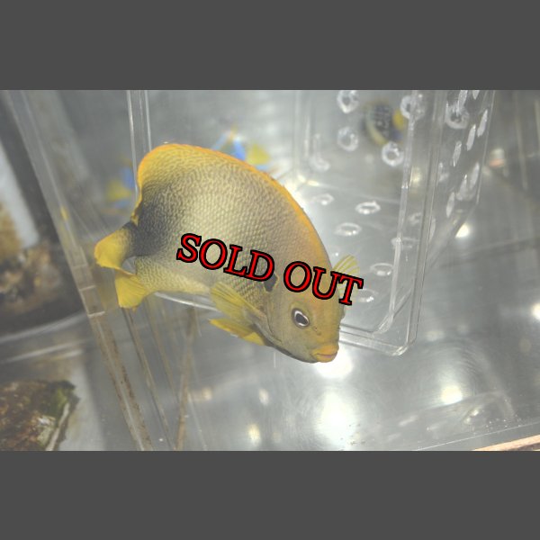 画像2: アフリカヌス±12cm (2)