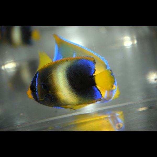 画像4: 《Half Blue》アフリカヌス±5.5cm (4)