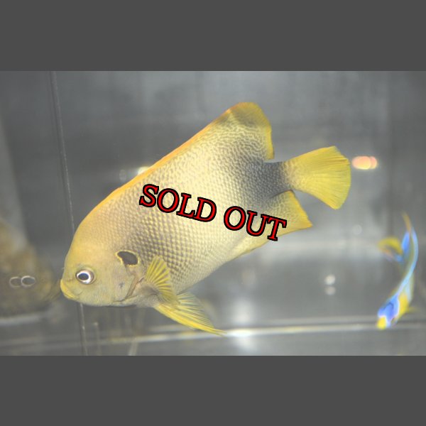 画像1: アフリカヌス±12cm (1)