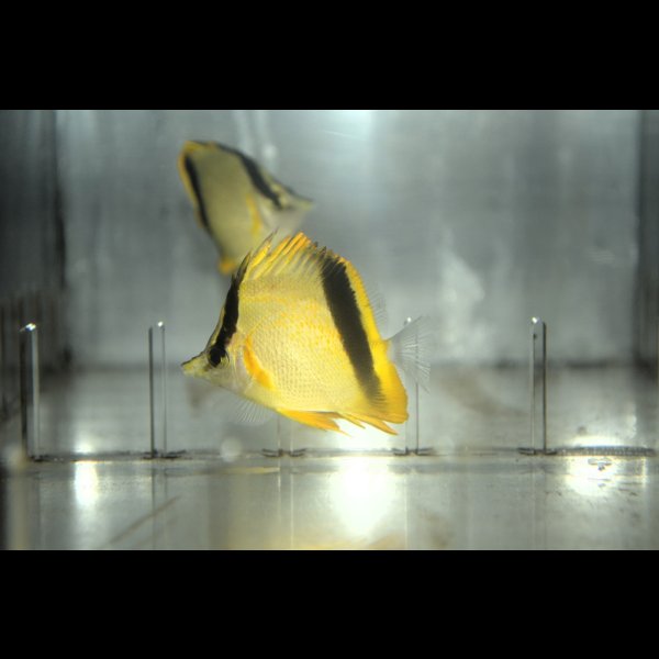 画像1: マルセラバタフライ±4.5〜7cm (1)