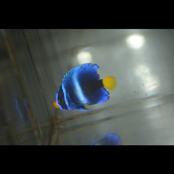 画像1: 《Full Blue》アフリカヌス±3〜3.5cm (1)