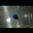 画像5: 《Full Blue》アフリカヌス±2〜2.5cm (5)