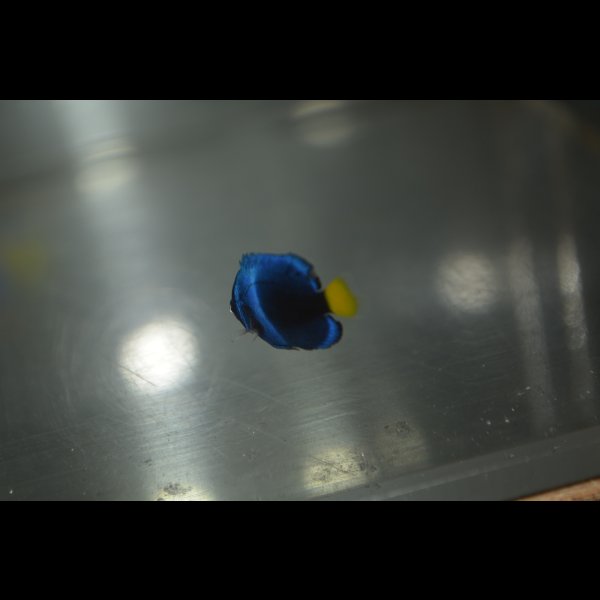 画像5: 《Full Blue》アフリカヌス±2〜2.5cm (5)