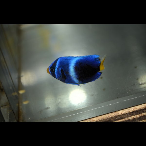 画像6: 《Full Blue》アフリカヌス±3〜3.5cm (6)