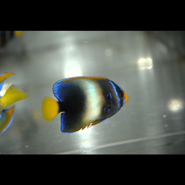 画像3: 《Half Blue》アフリカヌス±5cm (3)