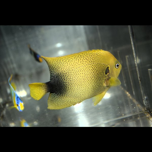 画像6: アフリカヌス±10.5cm (6)