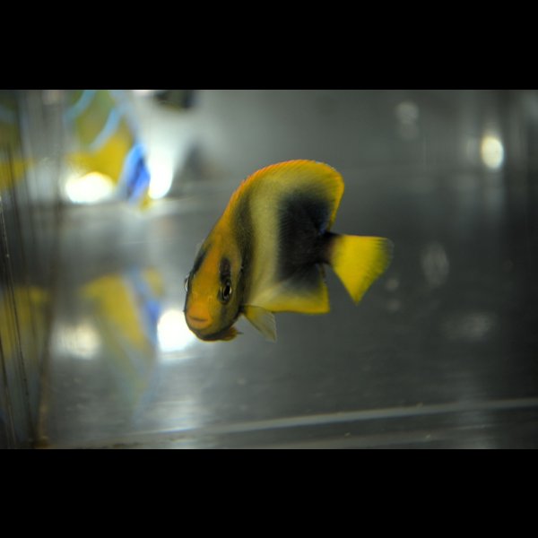 画像6: アフリカヌス±6cm (6)