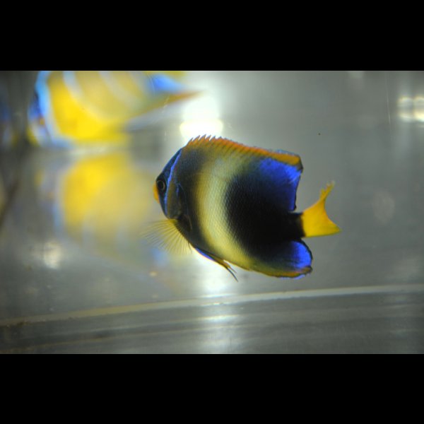 画像3: 《Half Blue》アフリカヌス±5.5cm (3)