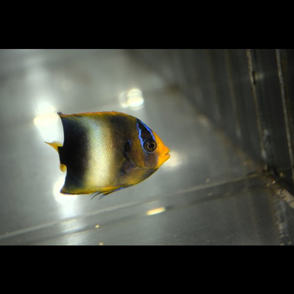 画像3: 《Half Blue》アフリカヌス±5.5cm (3)