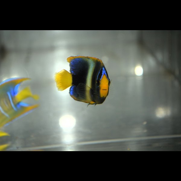 画像1: 《Half Blue》アフリカヌス±5.5cm (1)