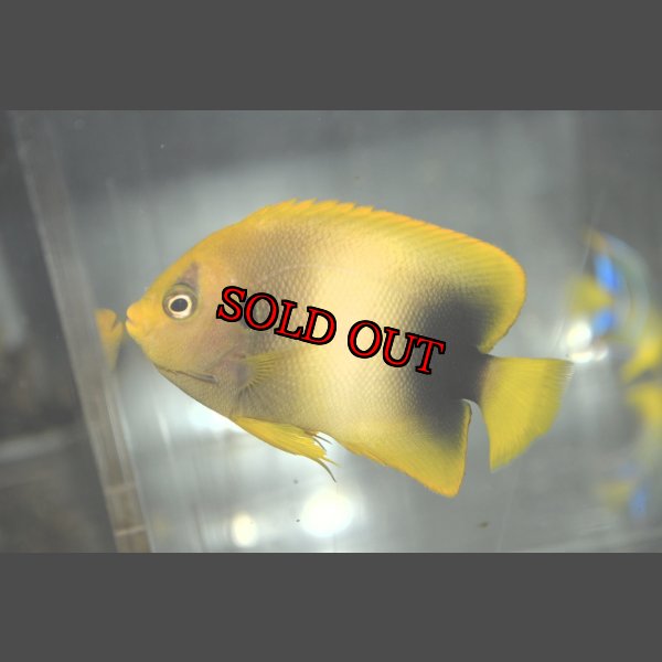 画像2: アフリカヌス±8.5cm (2)