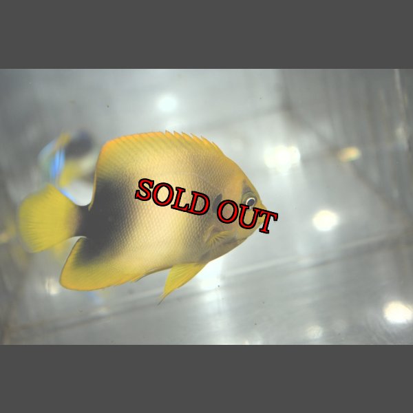 画像3: アフリカヌス±8.5cm (3)