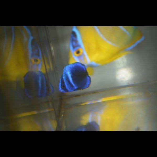 画像2: 《Full Blue》アフリカヌス±2〜2.5cm (2)