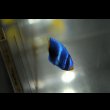 画像5: 《Full Blue》アフリカヌス±3〜3.5cm (5)