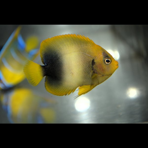 画像3: アフリカヌス±6cm (3)