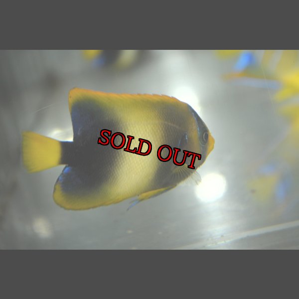 画像5: アフリカヌス±6.5cm (5)