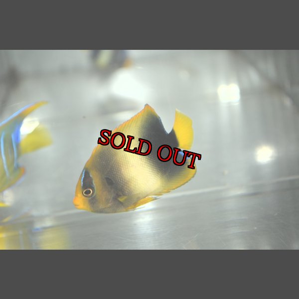 画像3: アフリカヌス±6.5cm (3)