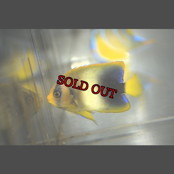 画像1: アフリカヌス±5.5cm (1)