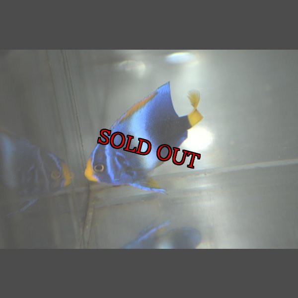 画像4: 《Full Blue》アフリカヌス±4.5cm (4)