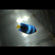画像4: 《Full Blue》アフリカヌス±3〜3.5cm (4)